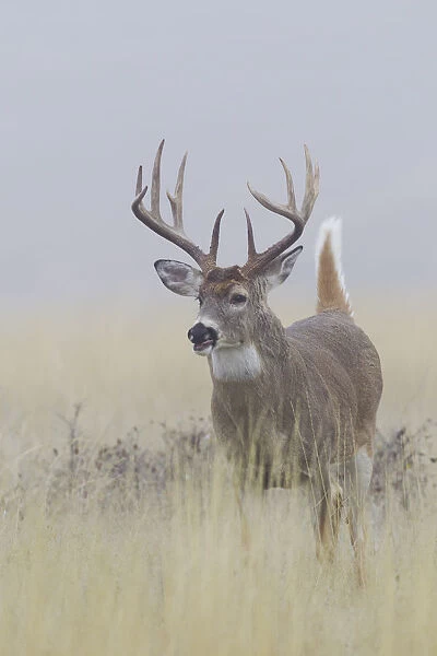 White-tail deer buck