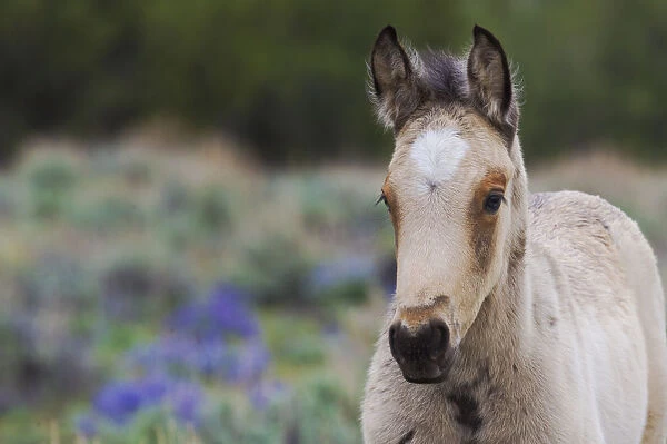 Wild Horse; young colt