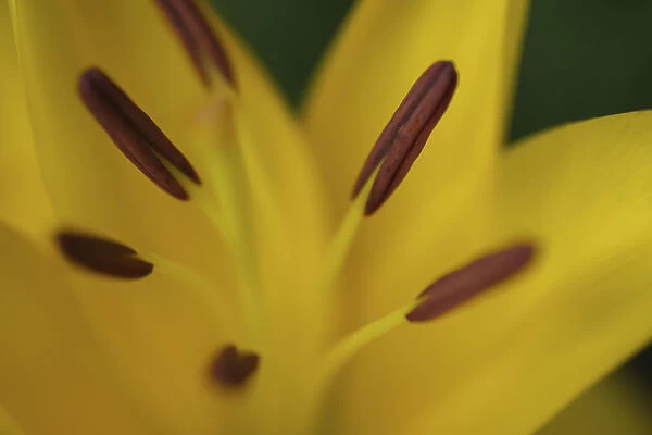 Yellow daylily flower close-up