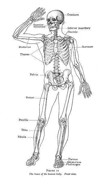 Anatomy: Skeletal System