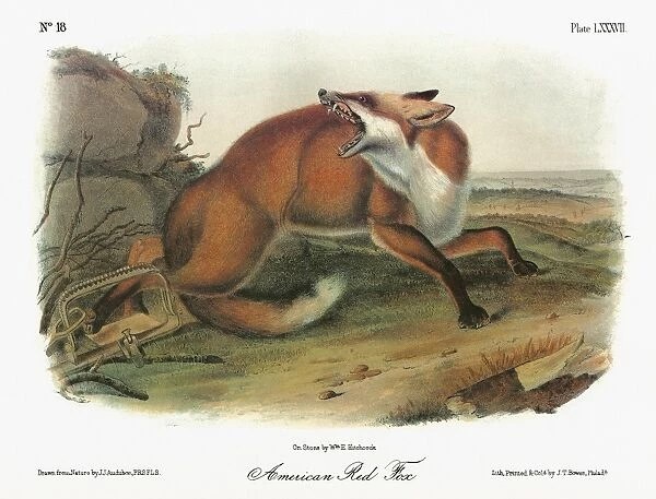 AUDUBON: FOX. American red fox (Vulpes vulpes fulvus)