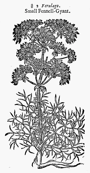 BOTANY: FENNEL, 1597. Small giant fennel (Ferula ferulago). Woodcut from John Gerards Herball
