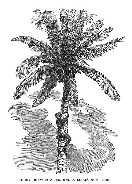 CEYLON: TODDY-DRAWER. A toddy-drawer in Ceylon, collecting sap from a palm tree to make palm wine
