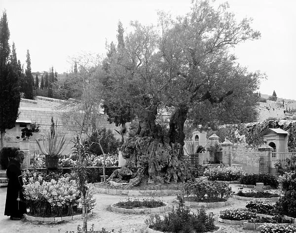 GARDEN OF GETHSEMANE. A priest with old olive trees inside the Garden of Gethsemane, Jerusalem