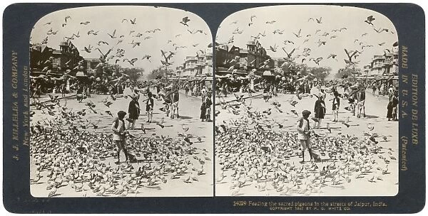 INDIA: JAIPUR, c1907. Feeding the sacred pigeons in the streets of Jaipur, India