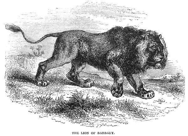 LION. Lion of Barbary. Wood engraving, English, 19th century