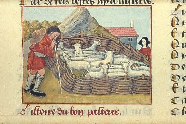 MEDIEVAL SHEPHERD, c1490. A shepherd and his flock: illumination from French Romance