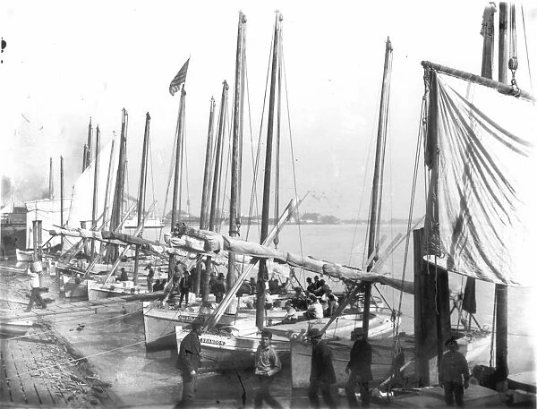 NEW ORLEANS: LEVEE, 1906. Fishing fleet at the levee. Photograph, c1906
