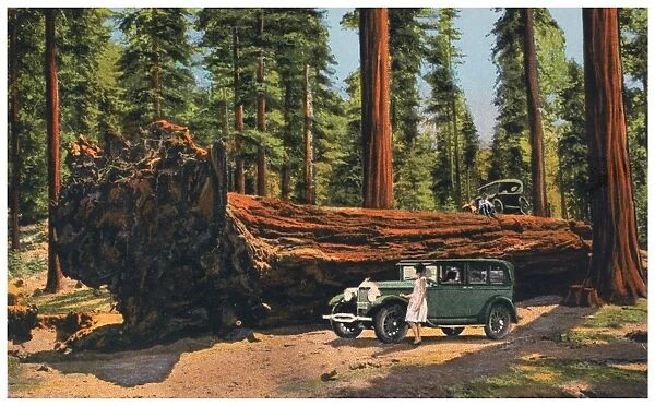 SEQUOIA NATIONAL PARK. The Auto Log, Sequoia National Park, California. From an American chromolithograph postcard, c1930
