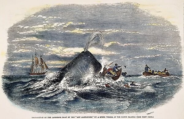 SPERM WHALE ATTACK, 1851. Destruction of a rowboat from the whaling ship Ann Alexander by a sperm whale in the South Pacific. Color engraving, American, 1847