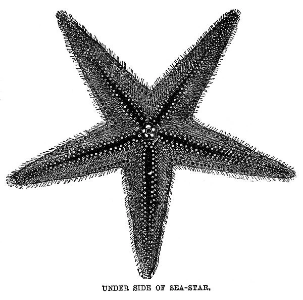 STARFISH. The underside of a starfish. Wood engraving, English, 19th century