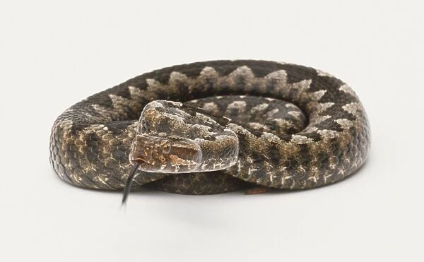 An adder curled up, tongue out