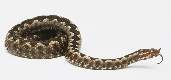 An adder, curled up, tongue out