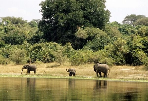 Africa. Uganda. Nile River. Elephants
