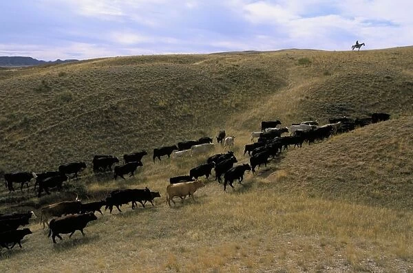 America. Wyoming. Kaycee. Willow Creek Ranch. Cowboy