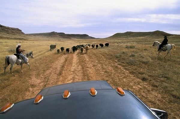 America. Wyoming. Kaycee. Willow Creek Ranch. Cowboys