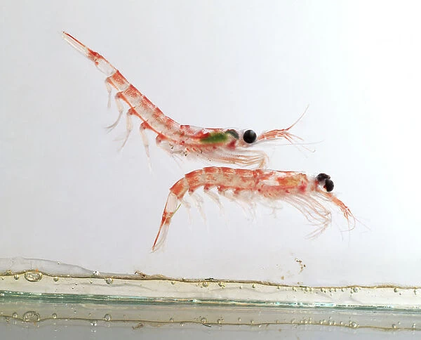 Two antarctic krill (euphausia superba)