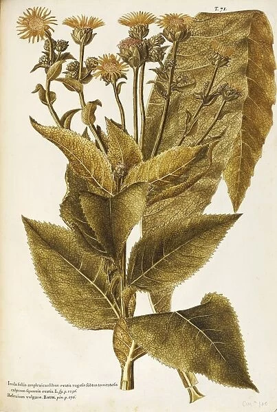 Asteraceae or Compositae, Elecampane (Inula helenium). Herbaceous perennial plant for flower beds spontaneous in Italy, by Giovanni Antonio Bottione, watercolor, 1770-1781