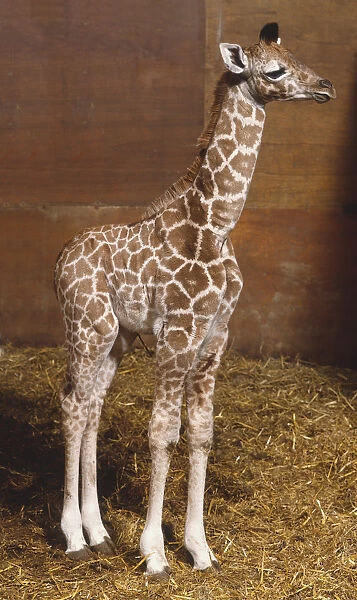 Baby Giraffe (Giraffa camelopardalis) standing straight, mother animal partly visible in background, side view