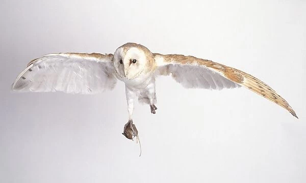 Barn owl (Tyto alba) in flight with prey