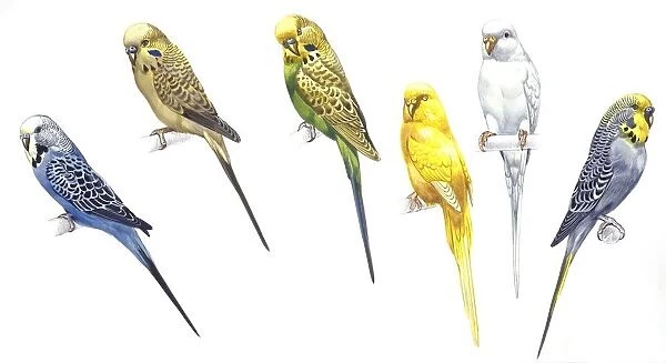 Birds: Psittaciformes, Budgerigars (Melopsittacus undulatus) : opal, gray wings, bright wings, Lutino, Albino and yellow head, illustration