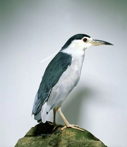 Black-crowned night heron (Nycticorax nycticorax) on a rock