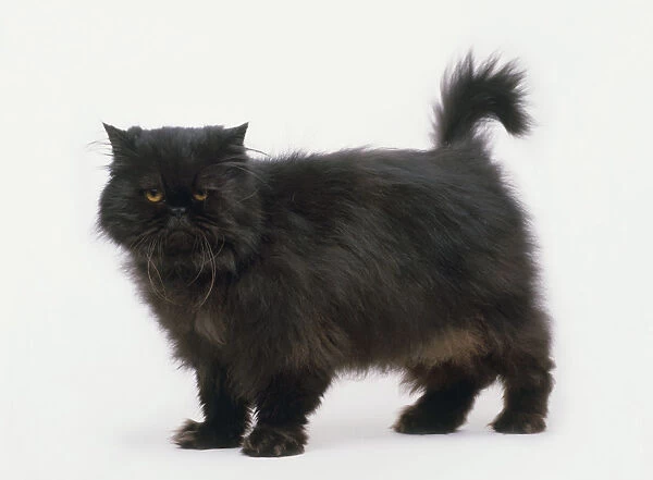 Black Longhair Persian cat standing, looking at camera