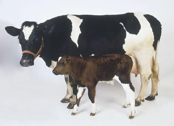 Black and white cow (Bos taurus) with a brown and white calf