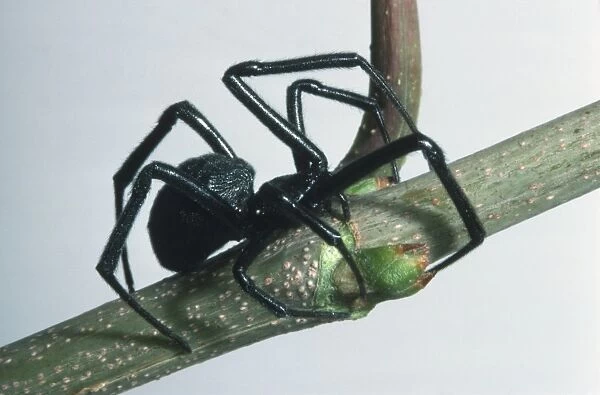 Black Widow Spider climbing a twig