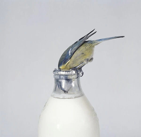 Blue Tit (Cyanistes Caeruleus), bird feeding on cream from milk bottle