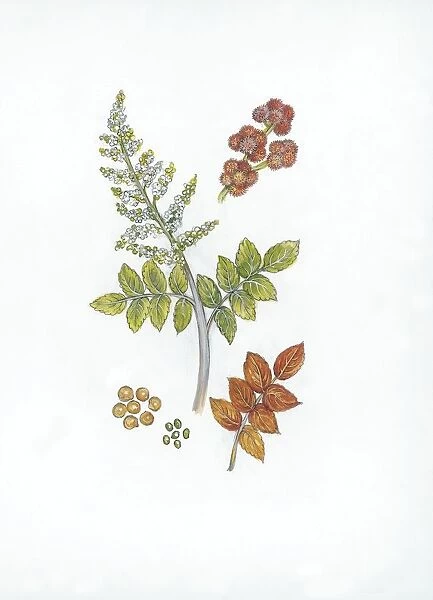 Botany, Trees, Anacardiaceae, Elm-leaved sumach Rhus coriaria, Illustration