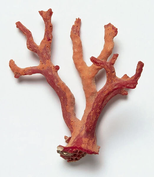 Branch of red coral