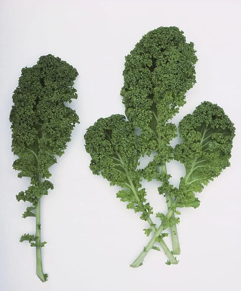 Brassica oleracea Acephala, four stems of Kale