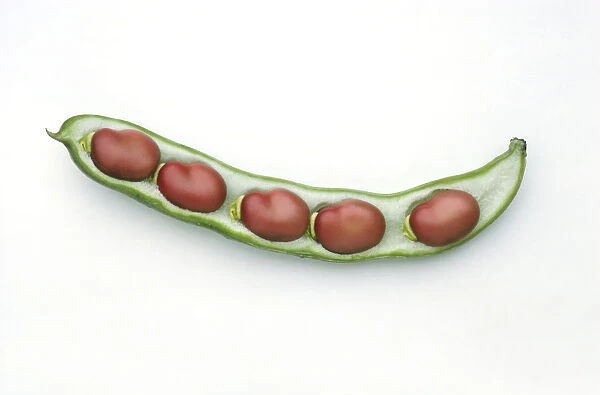 Broad beans Red Epicure in pod, close-up