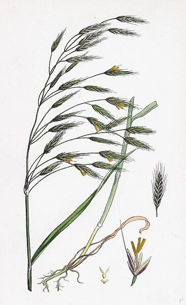 Bromus arvensis, Field Brome-grass
