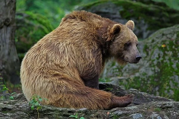 Brown Bear. Ursus Arctos