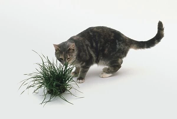Brown cat sniffing plant - side view