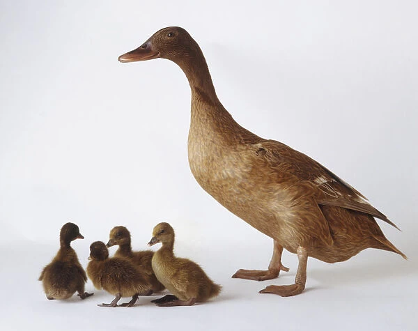 A brown Duck (Anatidae) with four ducklings, side view