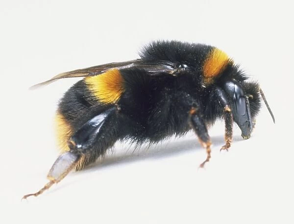 Bumble Bee (Bombus), close up, side view