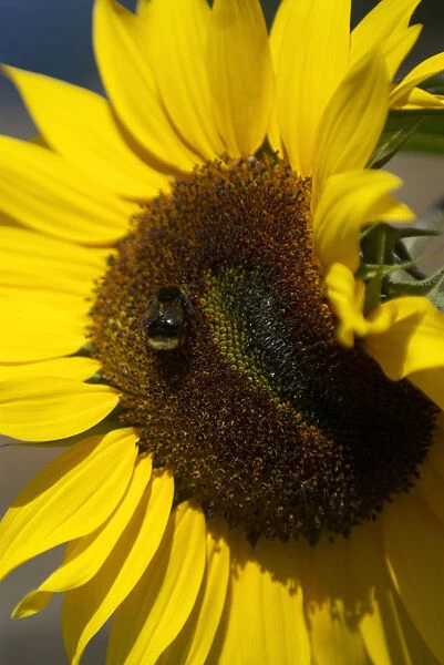 Bumble bee on sunflower flower head