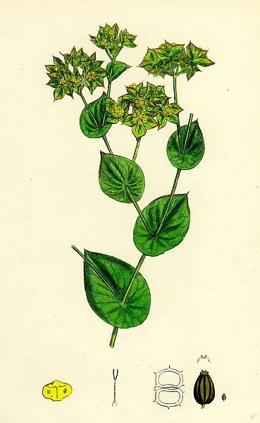 Bupleurum rotundifolium, Perfoliate Hare s-ear