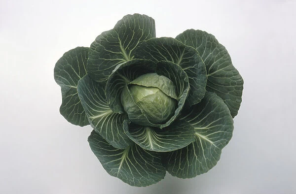 Cabbage Castello, close-up