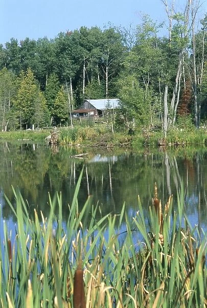 Canada, Ontario, bulrushes at edge of pond