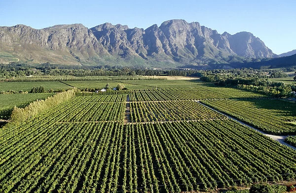Cape Wine Route, Franschhoek, Western Cape