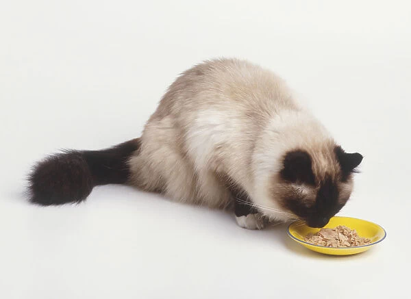 A Cat (Felis catus) eating fresh food from a yellow bowl