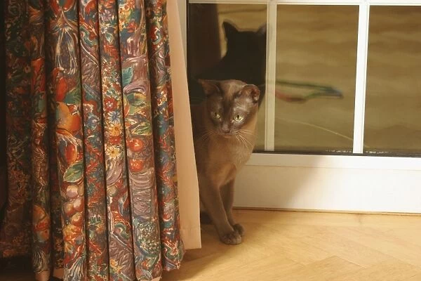 Cat peeking out from behind curtain