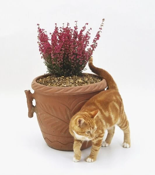 A cat rubbing itself against a pot