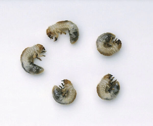 Five chafer larvae (Scarabaeidae)