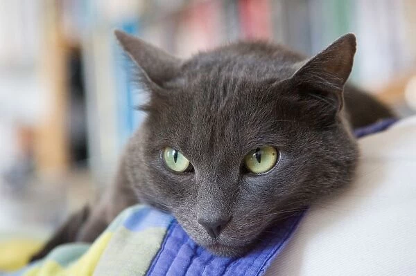 Chartreux Grey Cat