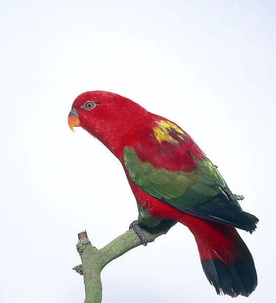 Chattering lory (Lorius garrulus) perched on a branch, side view